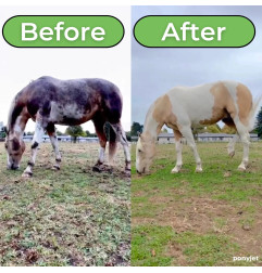 POMMEAU DE DOUCHE CHEVAL POUR SON  BIEN ETRE