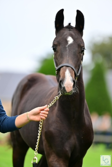 Grippe chez le cheval : une maladie virale